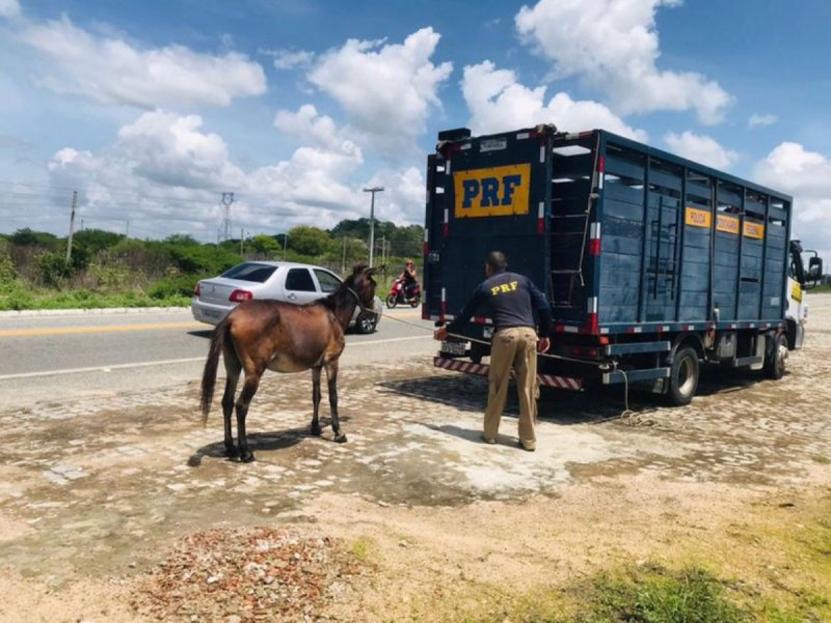Operação de recolhimento dos animais soltos às margens das rodovias federais é intensificada. PRF alerta para responsabilização dos proprietários. — imagem 2